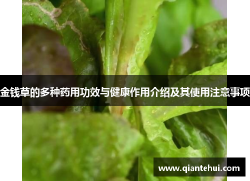 金钱草的多种药用功效与健康作用介绍及其使用注意事项